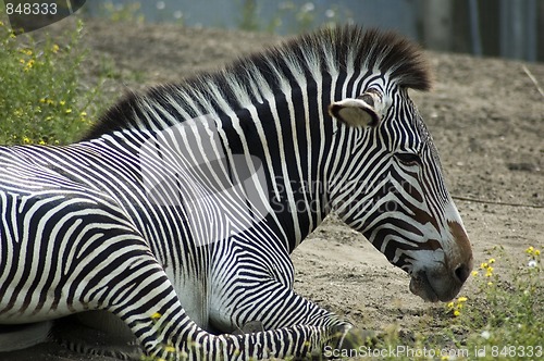 Image of Relaxing Zebra