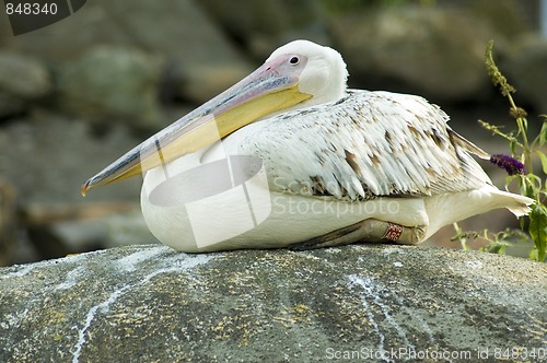 Image of resting pelican