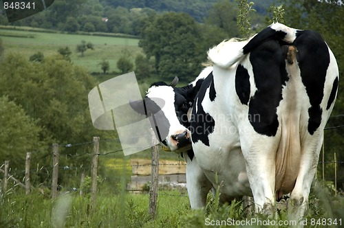 Image of Cow in the Dutch mountains