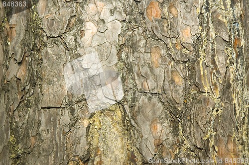 Image of Tree Texture