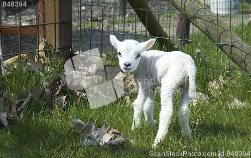 Image of One day old baby lamb in the sun.