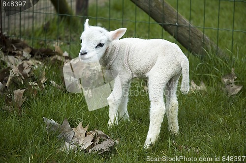 Image of A baby lamb trying to walk