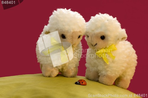 Image of 2 Sheep Looking At A Ladybird