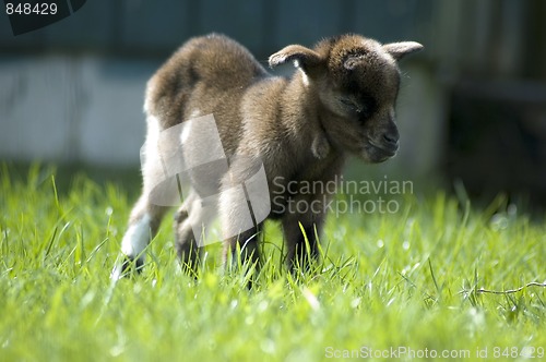 Image of Baby goat enjoying the sun