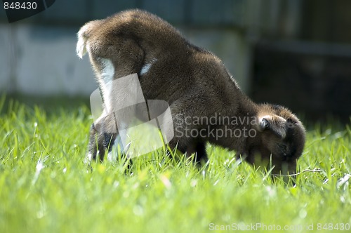Image of Baby goat having a snack