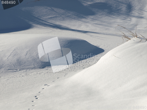 Image of Nature of winter in the forest.