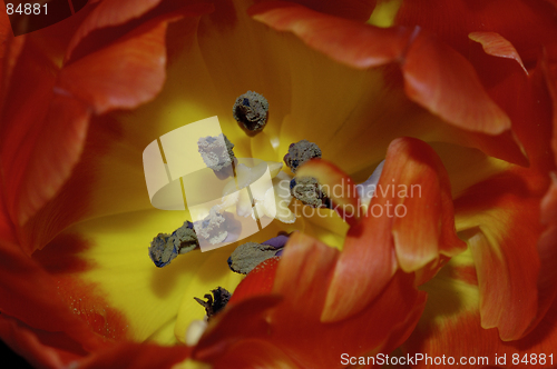 Image of Orange tulip