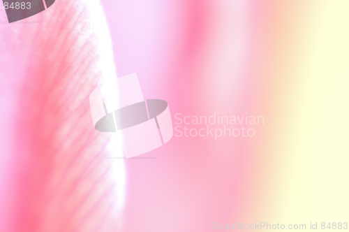 Image of Pink dream