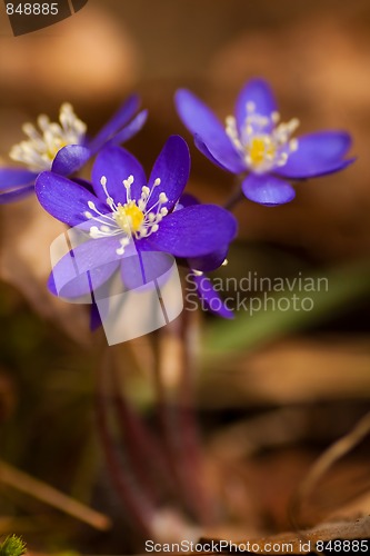 Image of hepatica