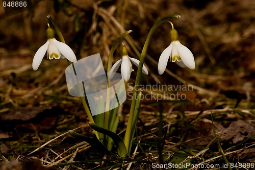 Image of snowdrops