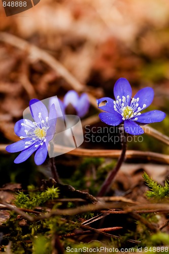 Image of blue anemone