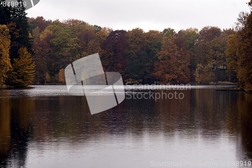 Image of Forest Sea Background