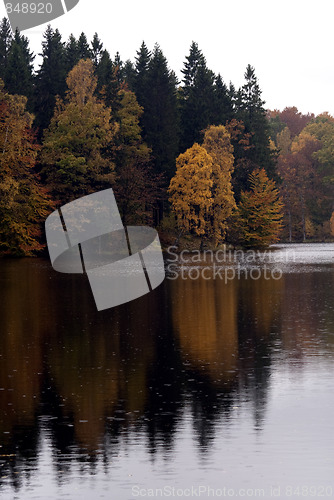 Image of Forest Sea Background
