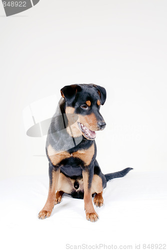 Image of Cute Rottweiler Pincher 
