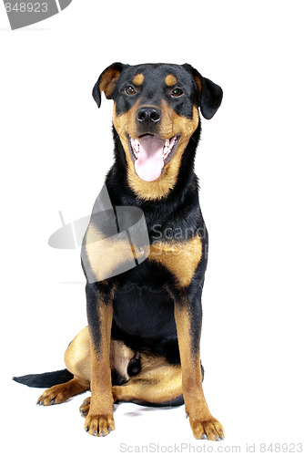 Image of Cute Rottweiler Pincher 