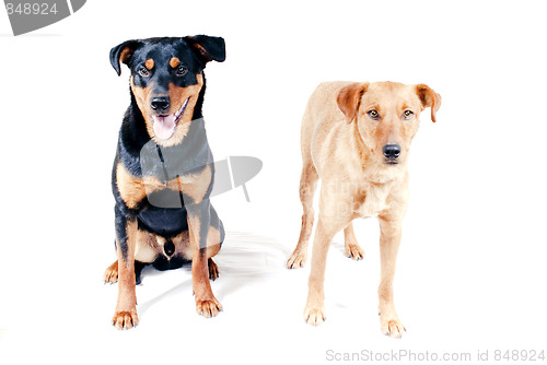 Image of Rottweiler and Pinscher together