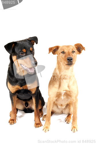 Image of Rottweiler and Pinscher together