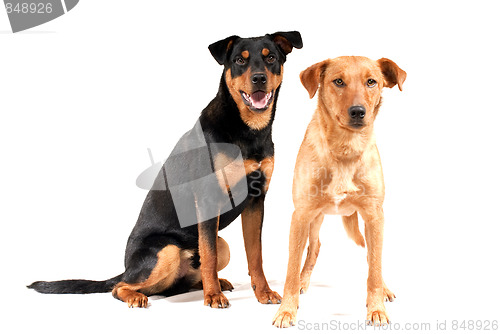 Image of Rottweiler and Pinscher together