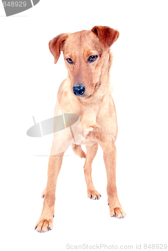 Image of Pinscher