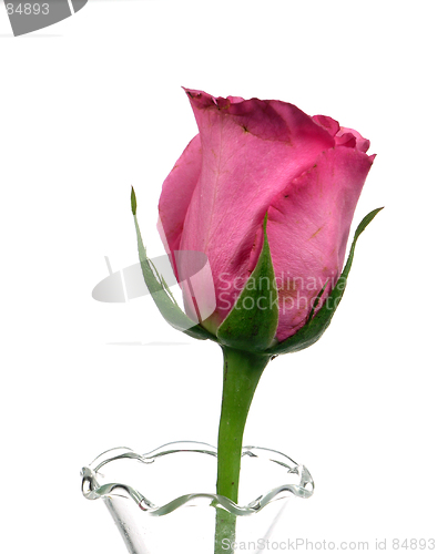Image of Pink Rose Isolated
