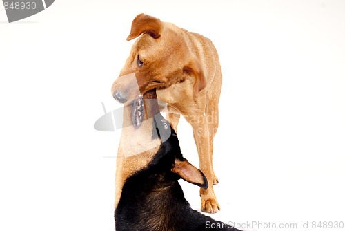 Image of Rottweiler and Pinscher together