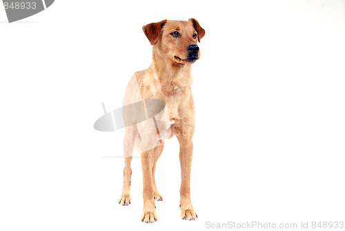 Image of Pinscher