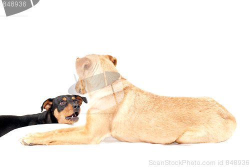 Image of Rottweiler and Pinscher together