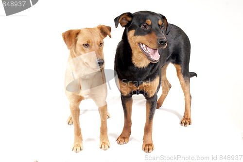 Image of Rottweiler and Pinscher together