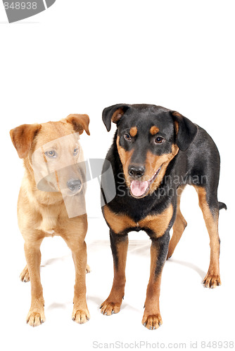 Image of Rottweiler and Pinscher together