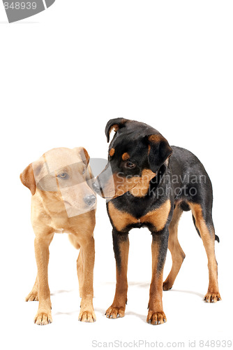 Image of Rottweiler and Pinscher together