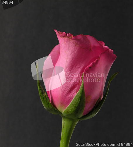 Image of Pink Rose Still Life