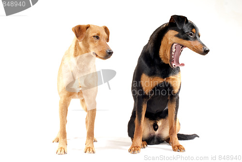 Image of Rottweiler and Pinscher together