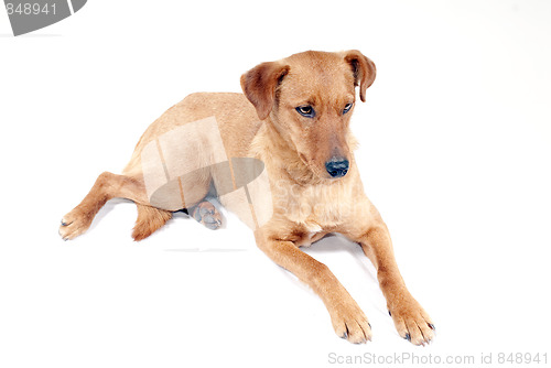 Image of Pinscher