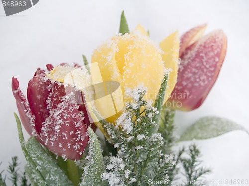 Image of Frozen Tulips