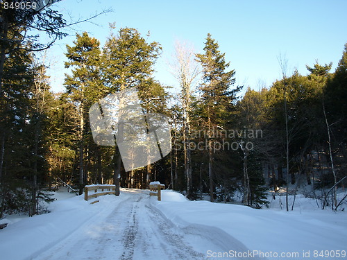 Image of Nature of winter in the forest