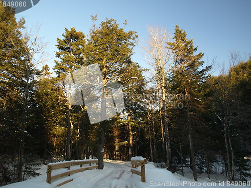 Image of Nature of winter in the forest.
