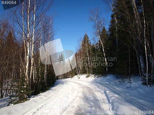 Image of Nature of winter in the forest.