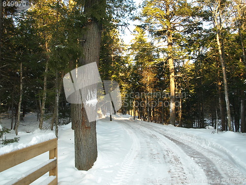 Image of Nature of winter in the forest.