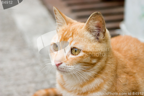 Image of cats4