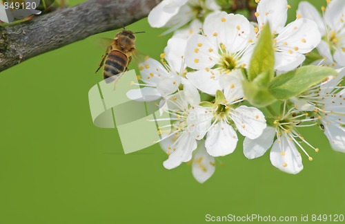 Image of Flying Bee