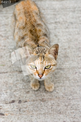 Image of Cat2
