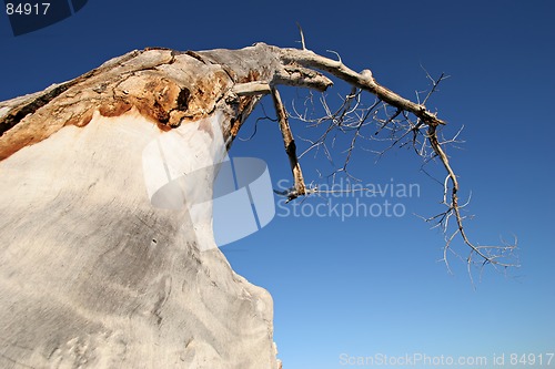 Image of dead tree