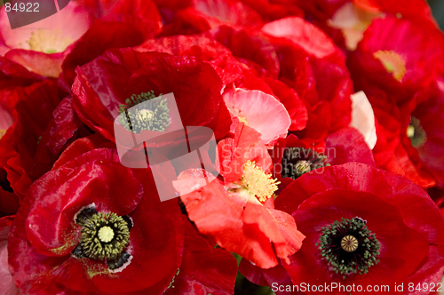 Image of Poppy flowers background