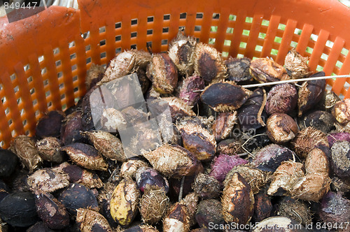 Image of almonds in husk 