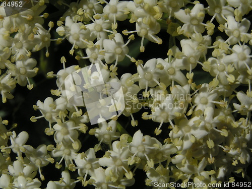 Image of Elderberry Flowers