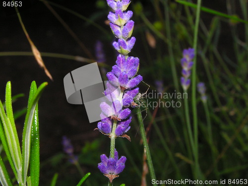 Image of Spider on lavendar