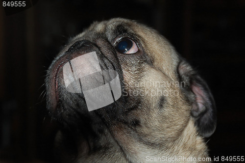 Image of Pug-dog Muzzle