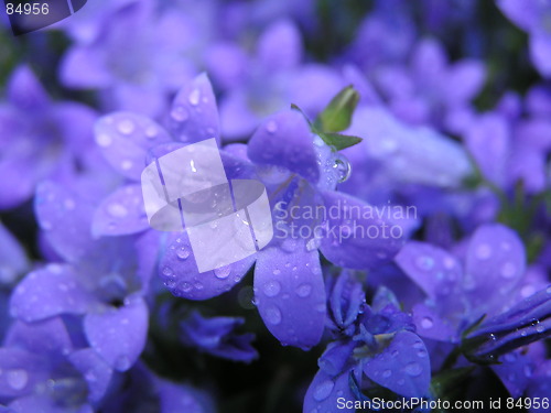 Image of Flowers after rain