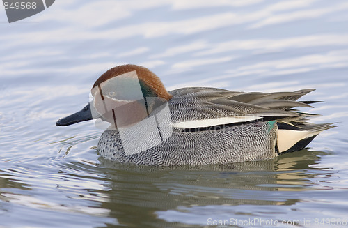 Image of Eurasian Teal