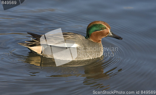 Image of Eurasian Teal